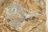 Two Fossil Ginkgo Leaves From North Dakota - Paleocene #201223-3